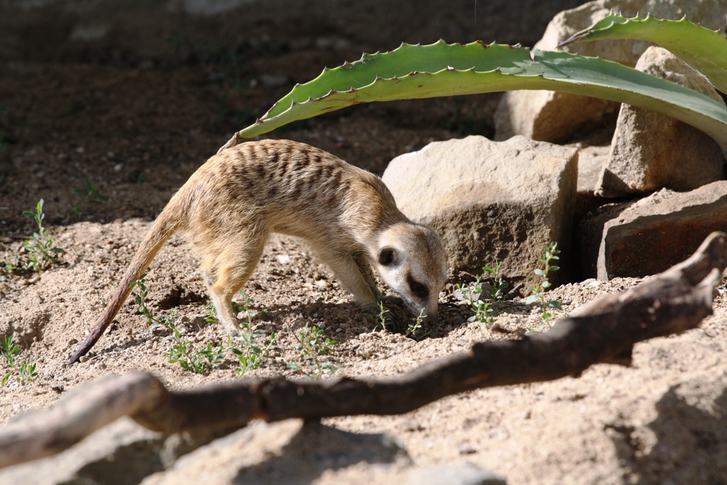 Malá surikata