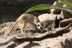 Malá surikata
