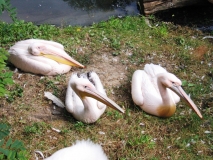 stejně tak u pelikánů,