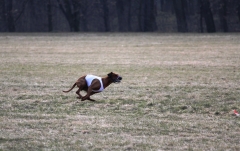 2011 Coursing Kralupy